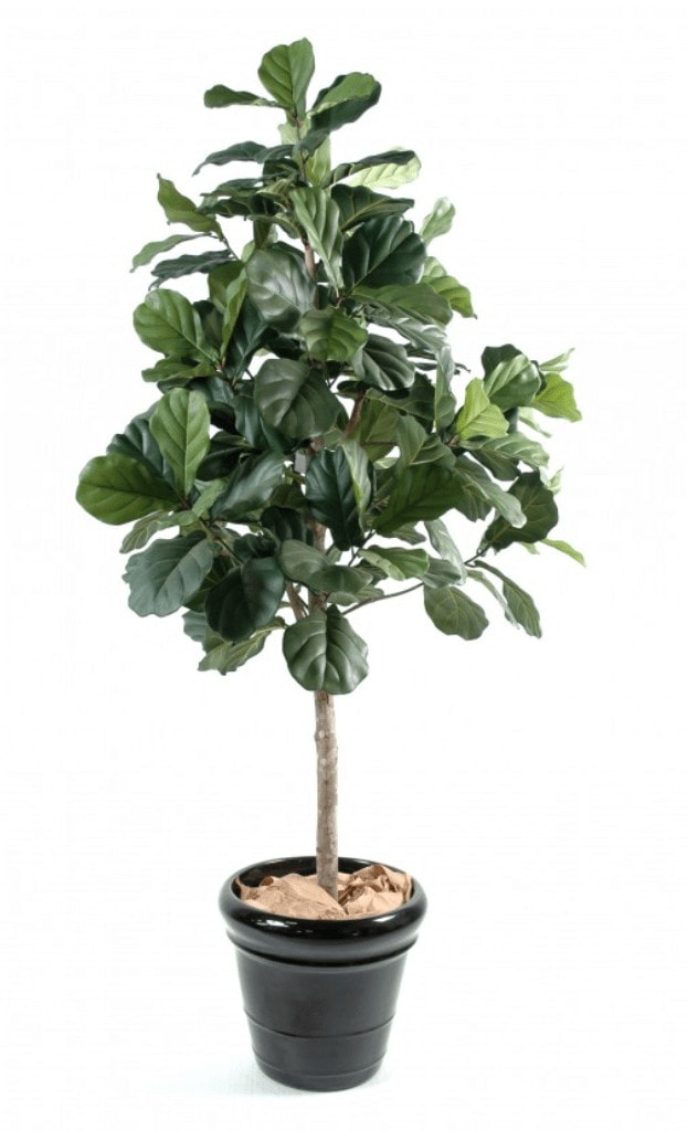 Fiolfikus lyrata 210 cm